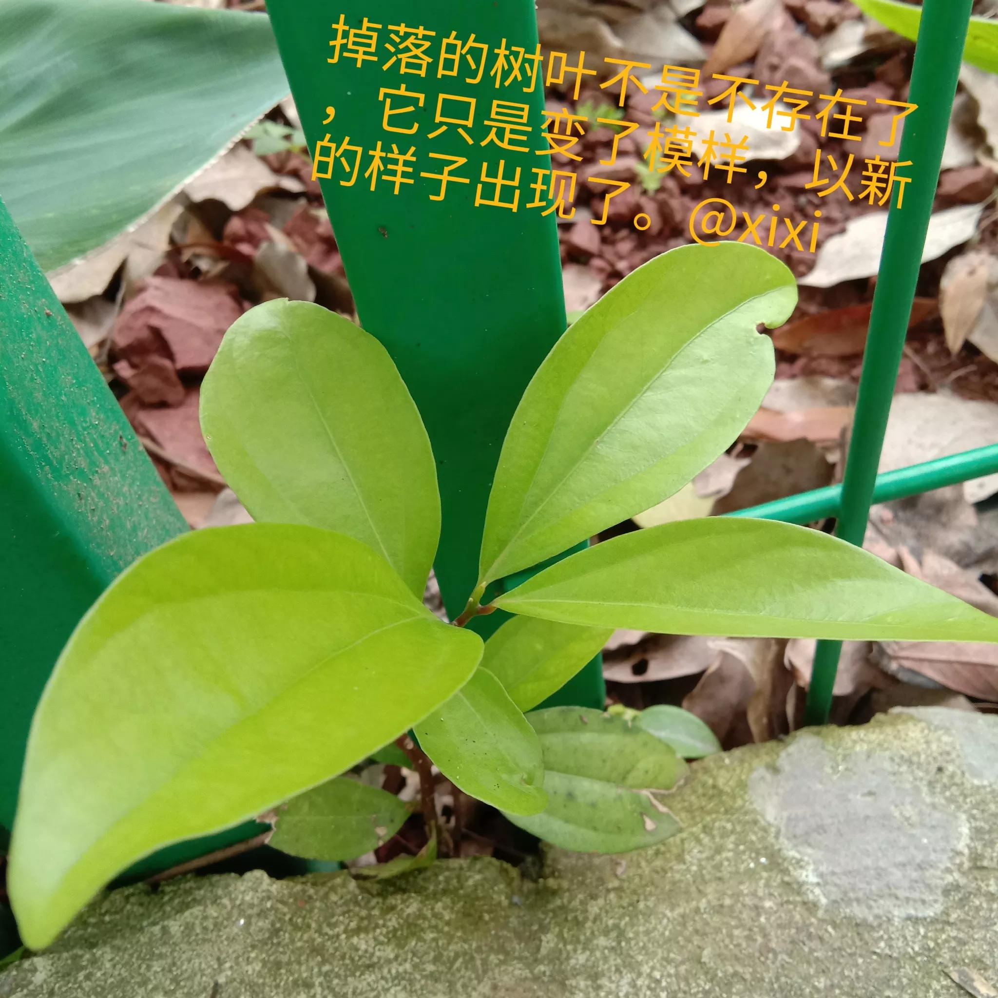 怎么答出正能量？妈妈，那个黄色的树叶怎么掉了呀