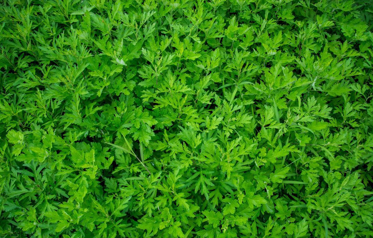 膻中穴疼痛的中医辨证,中医的膻中是指什么部位