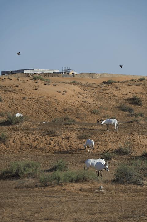 哈伊马角利兹卡尔顿,哈伊马角沙漠丽思卡尔顿酒店