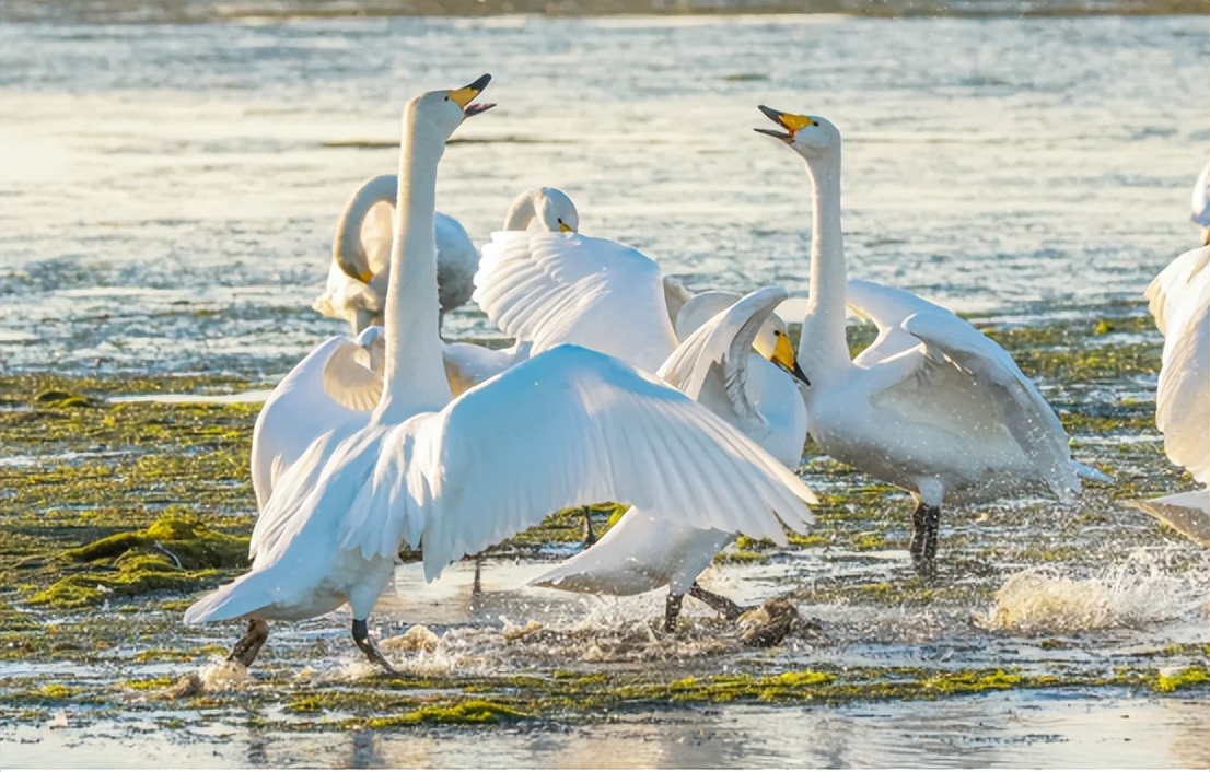 冬季山东十大美景,旅游山东最值得去的地方冬季