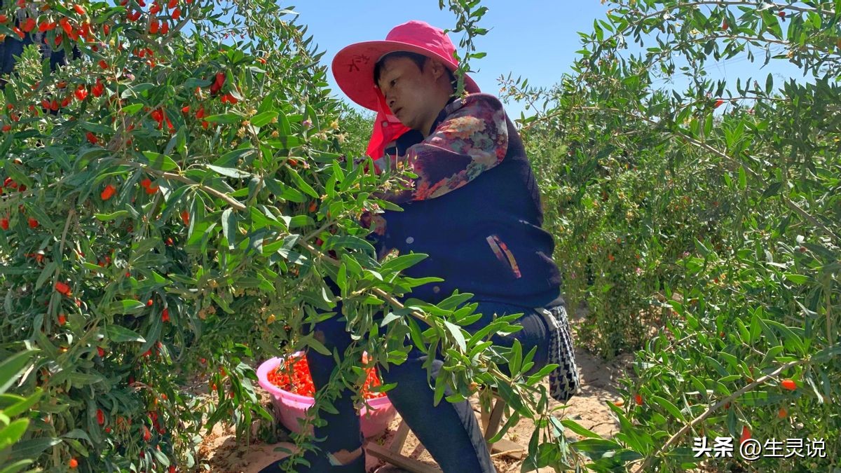 戈壁西瓜现状如何,戈壁西瓜种植技术