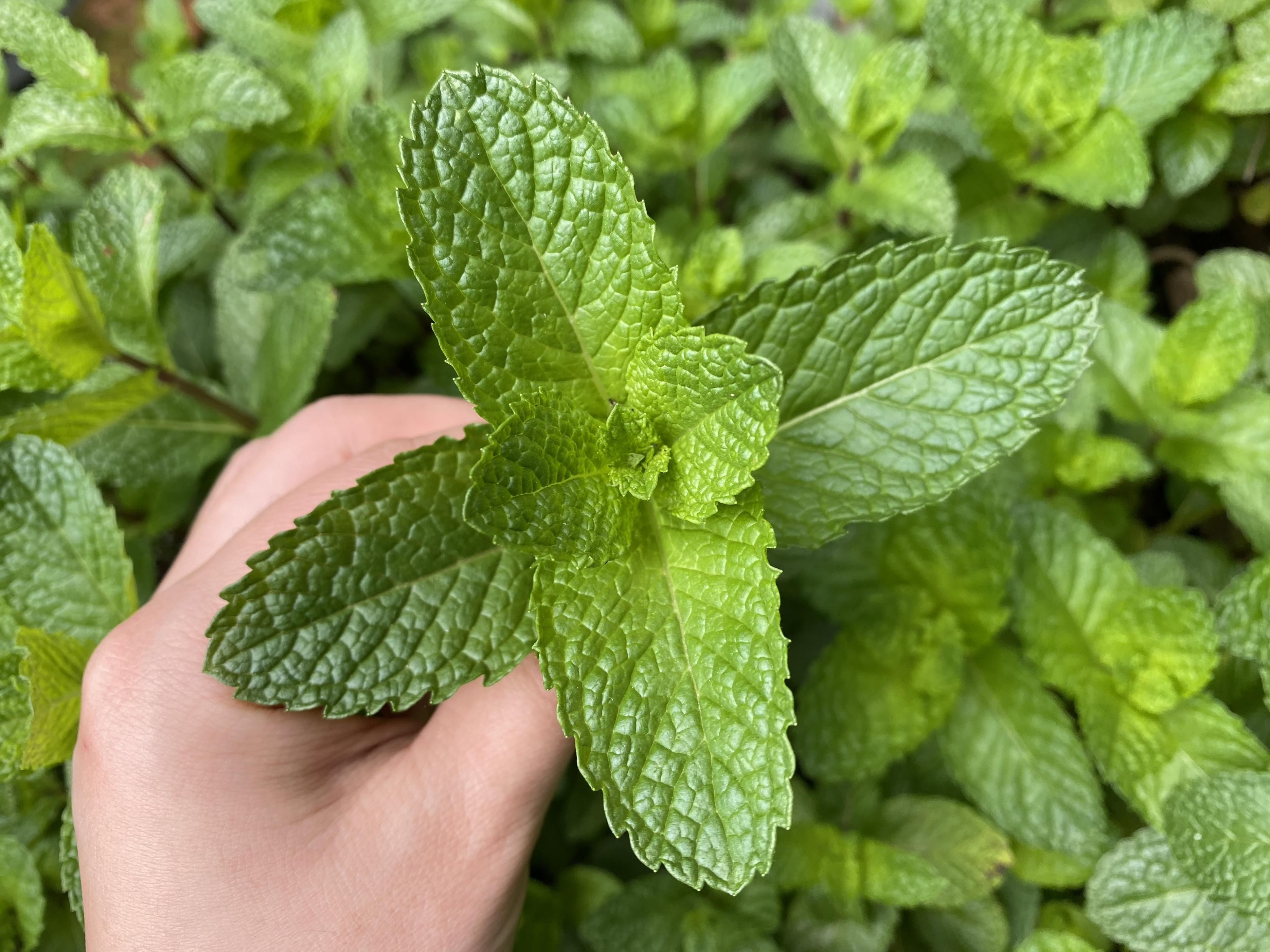 薄荷盆栽怎么养护才能更旺盛,夏季盆栽推荐薄荷