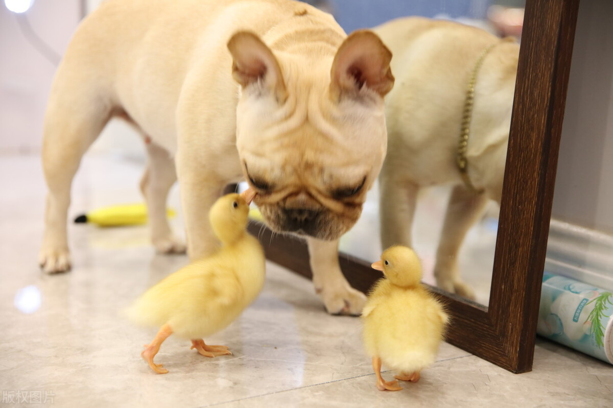 如何培养狗狗安静的性格,怎么纠正狗狗的胆小习惯