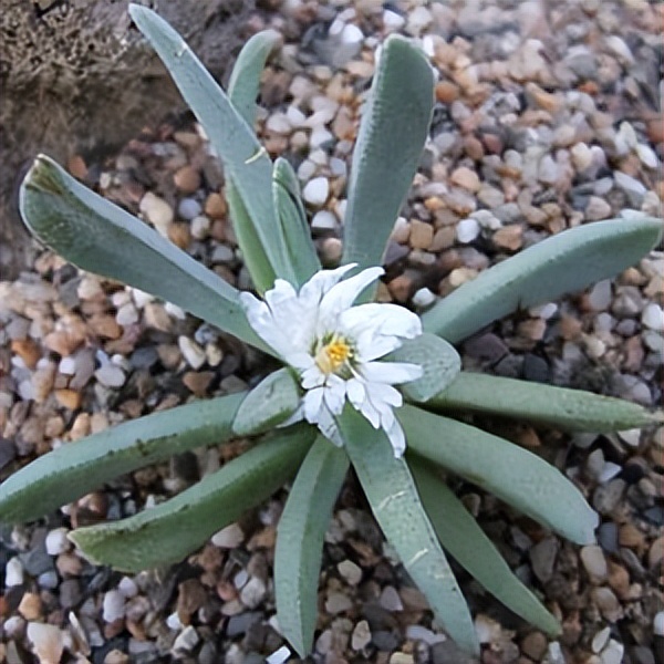 102个大类近500个多肉植物图片，都极其美丽，建议在家中也养一盆