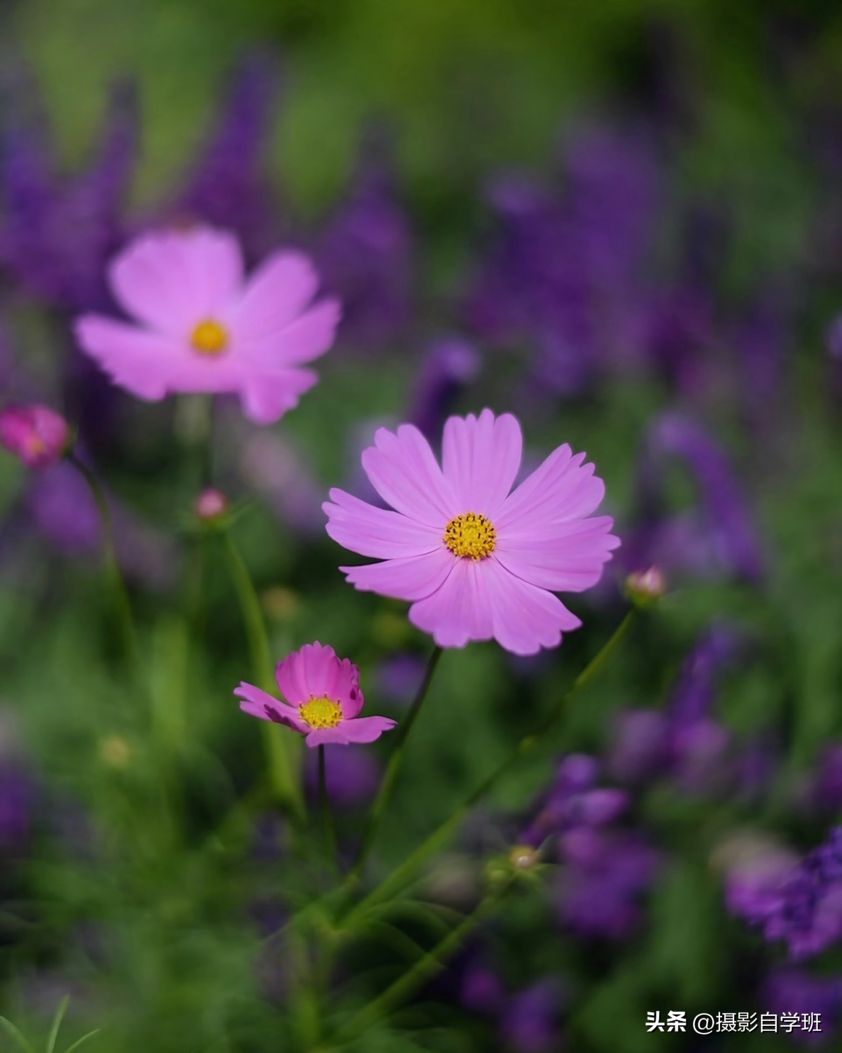 格桑花拍摄技巧,格桑花怎么拍照好看