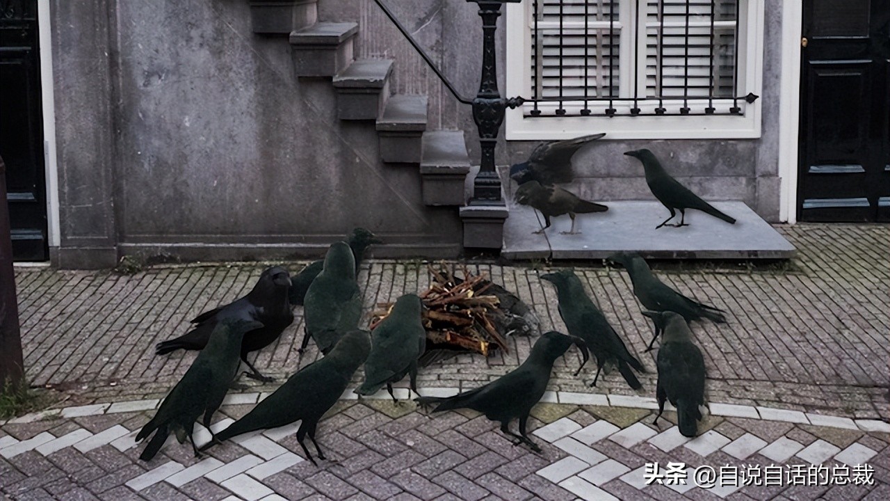 乌鸦为什么是外星人,外星人至今还未出现的5大原因