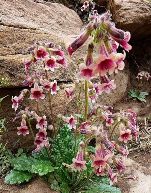 清明期间开的野花有哪些,清明节野花