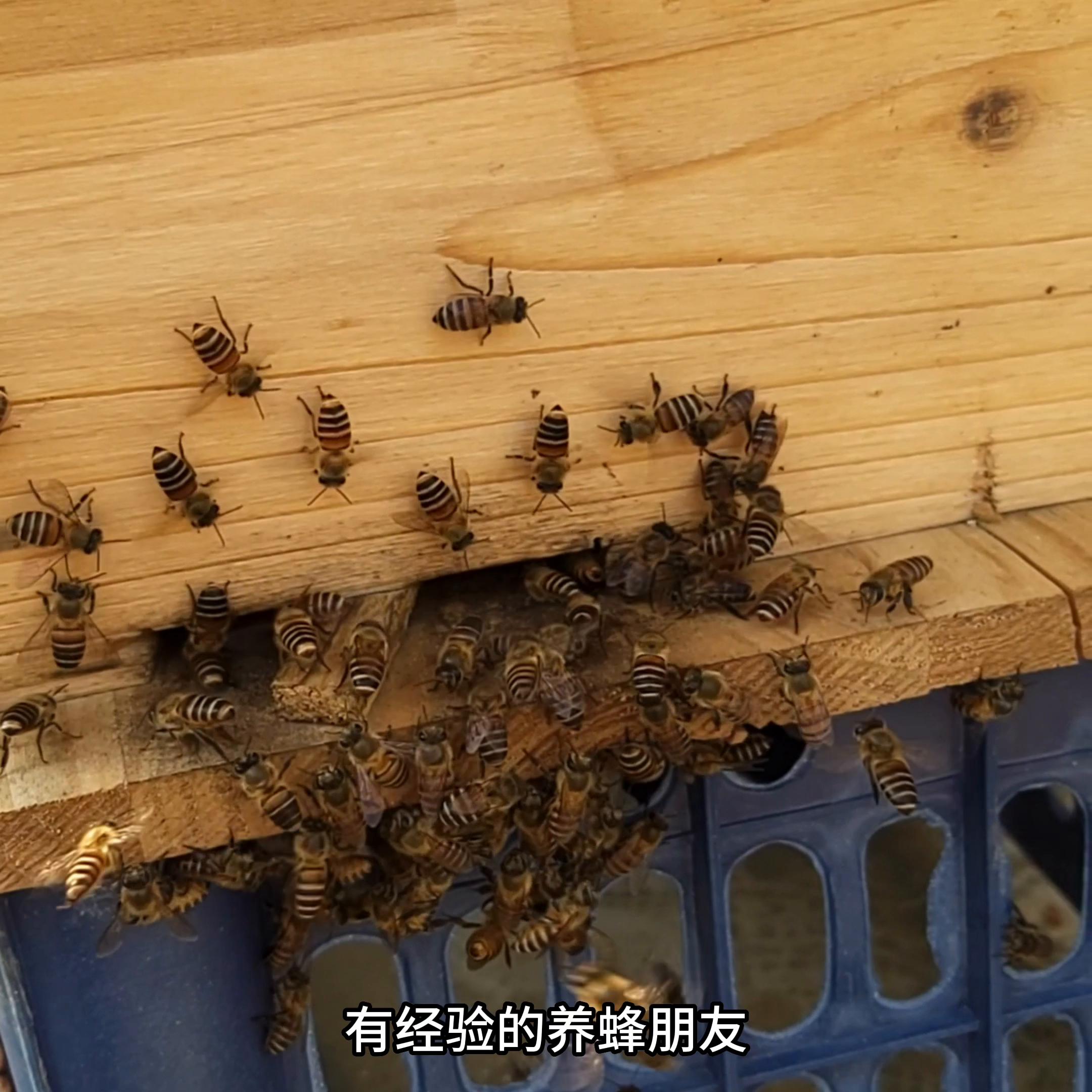 冬天蜜蜂养了几个月为什么会跑,蜜蜂养不强总是逃跑什么原因