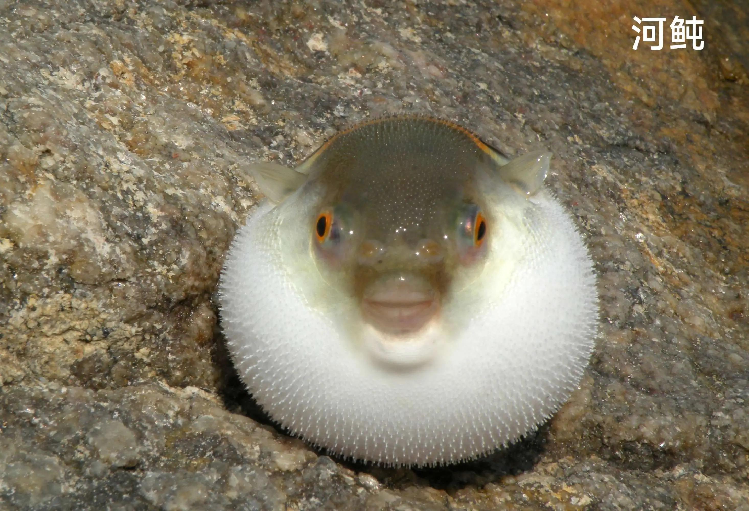 20种常见海鱼,十大常见野生海鱼