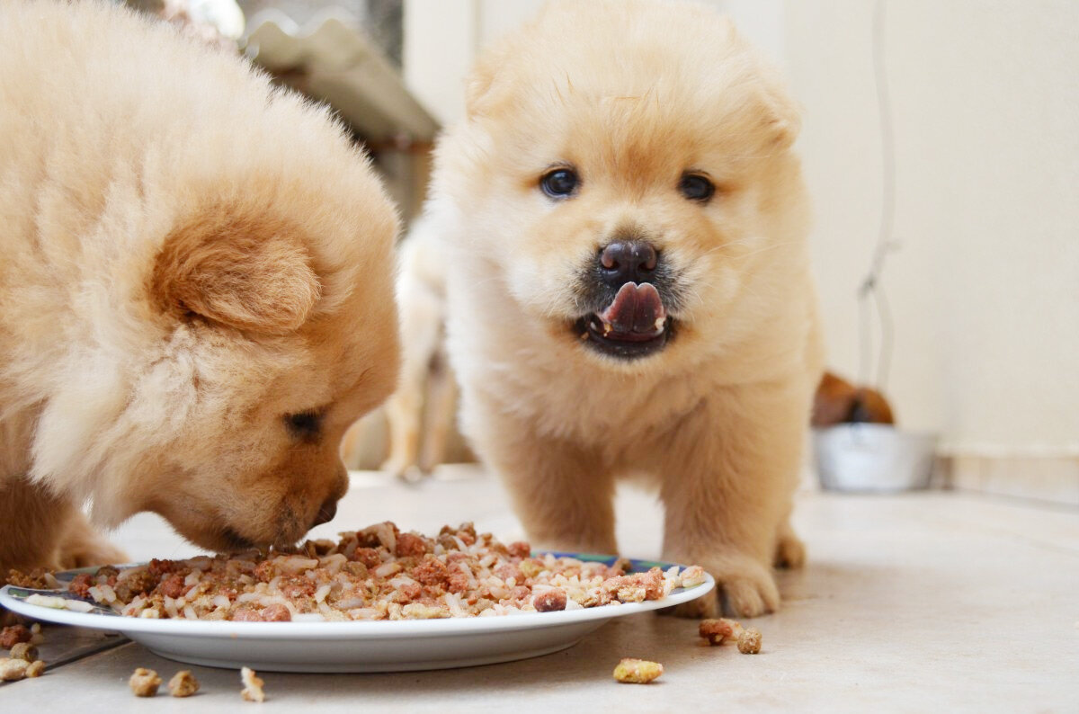 松狮犬没胃口？可能是这些原因导致的！