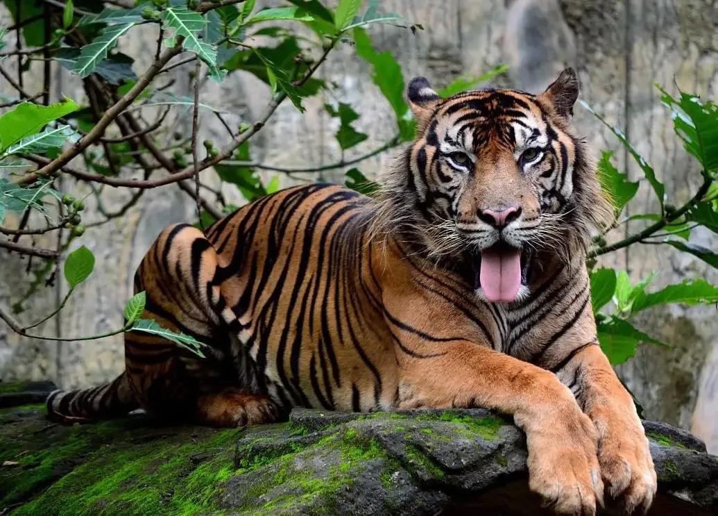 猛虎潜深山长啸自成风出自哪里,猛虎潜深山长啸自生风打一生肖