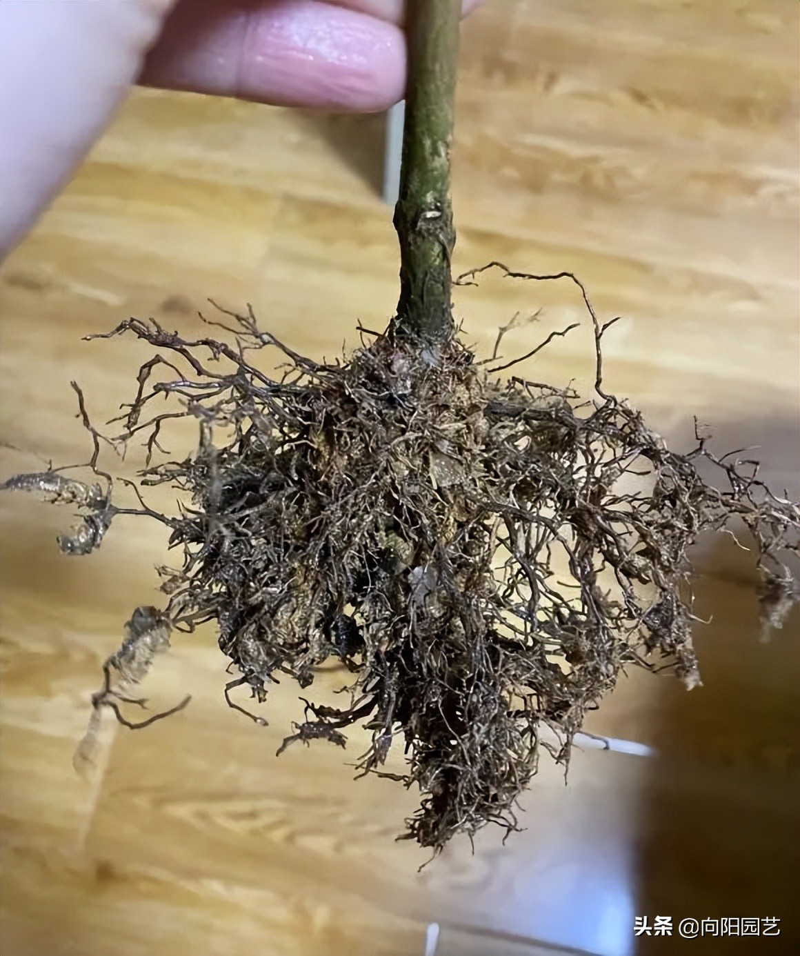 养茉莉，山茶，栀子，用沙土养，白醋水浇灌，更容易开花