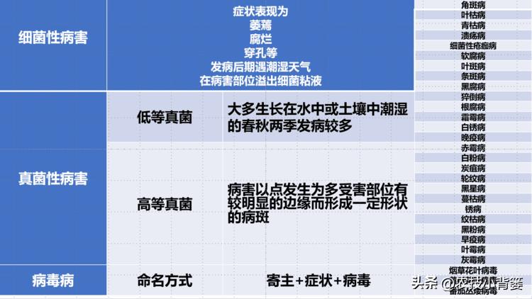 农作物细菌病与真菌病辨别,作物真菌细菌病毒病害的区别