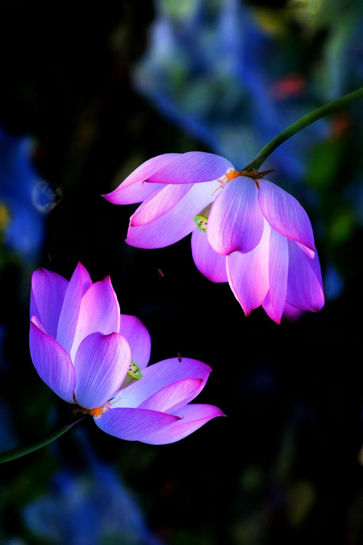 描写荷花的诗句映日荷花别样红,用荷花写荷花的诗句
