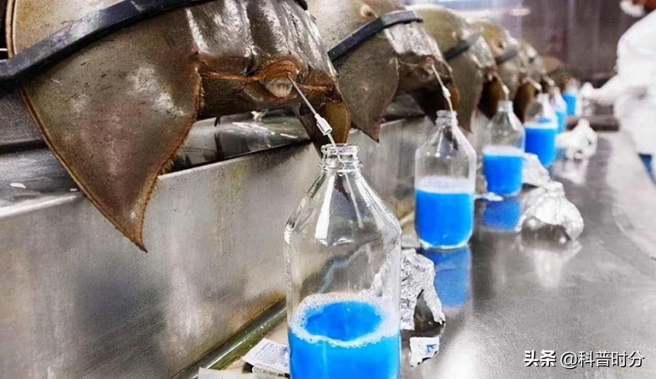 4亿岁生物被疯狂抽血,4亿多年蓝色血液引人类陷入绝境