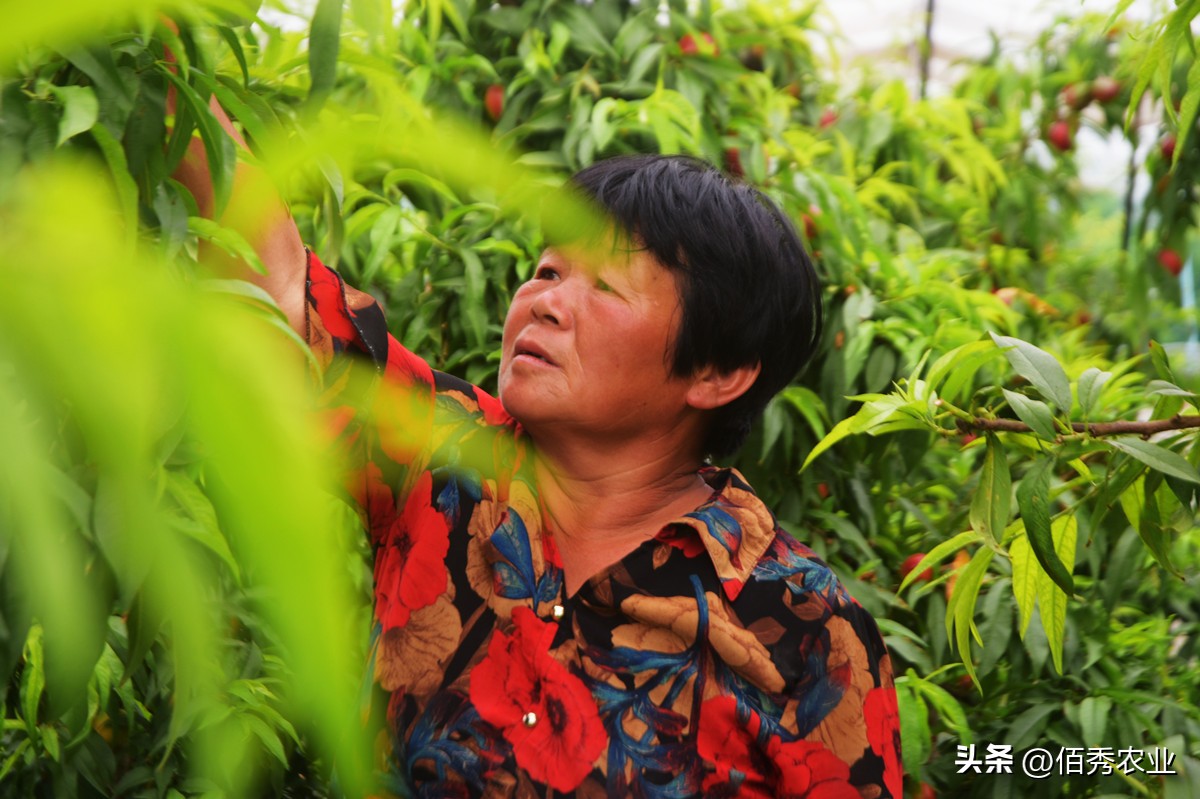 苦参碱能杀几种害虫,苦参碱对虫害有效吗