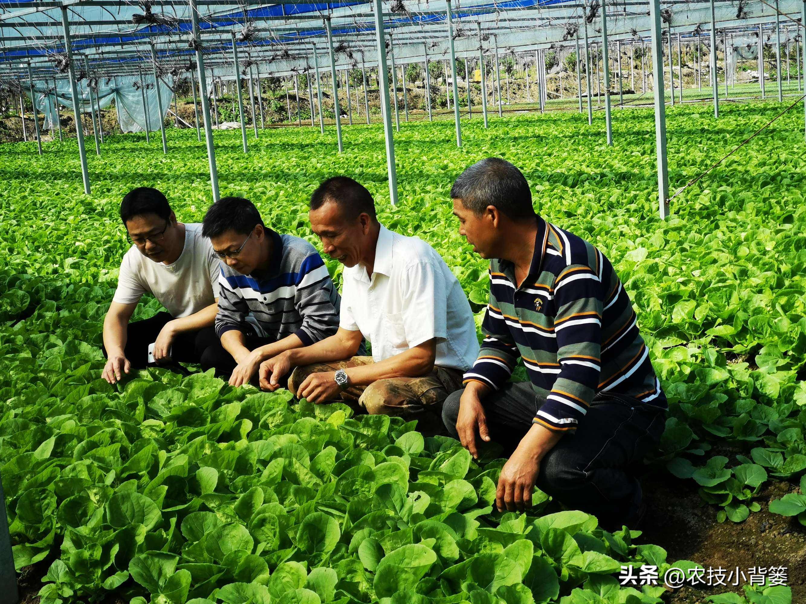 农作物叶片有黄斑是什么原因,叶面有斑点这是什么病