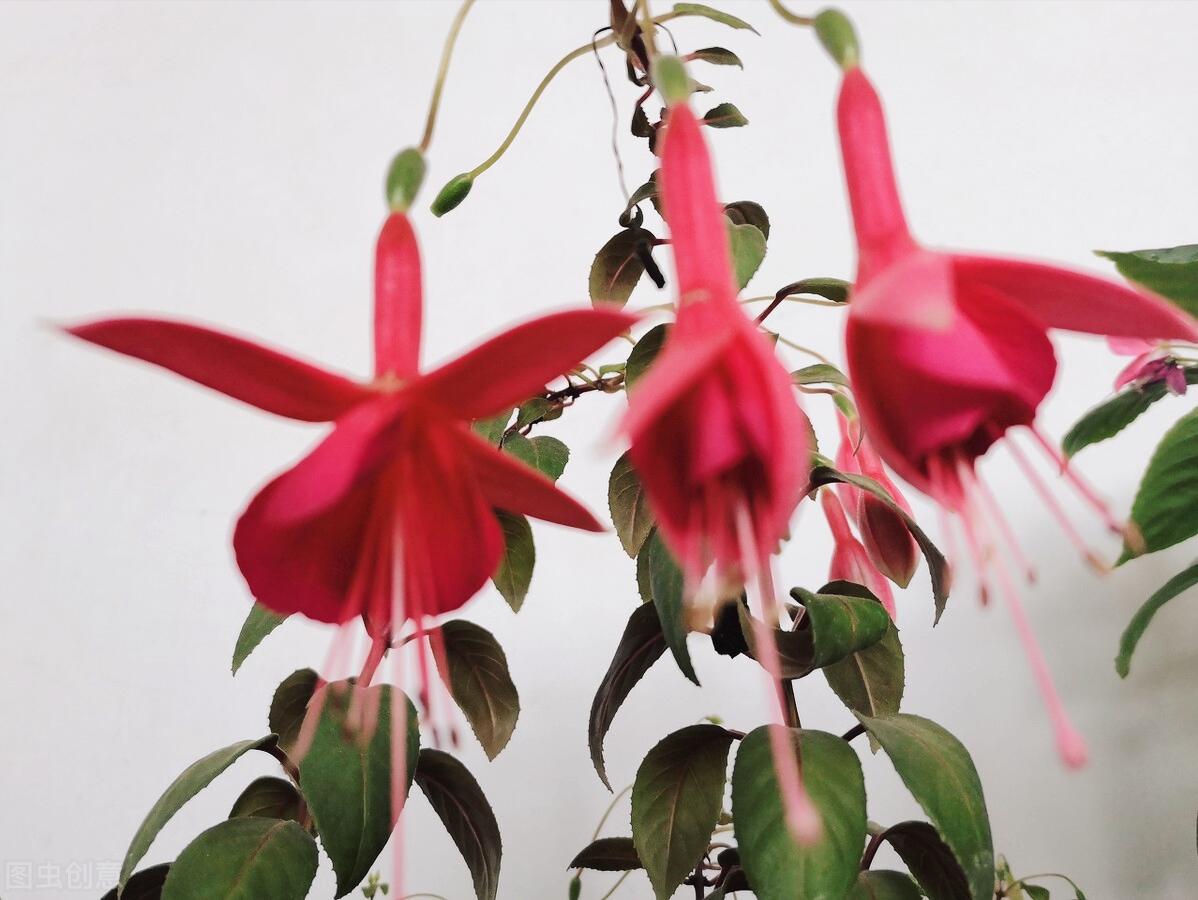 一花一木一世界一草一浮生,一花一世界一木一浮生朗读