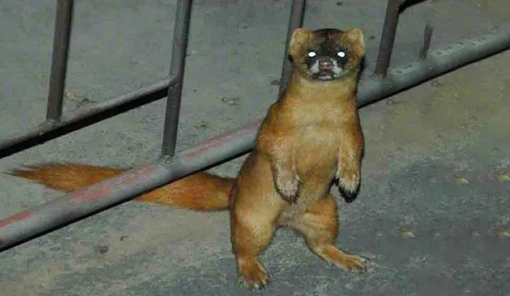 捕杀黄鼠狼违法吗,捕杀黄鼠狼怎么处罚