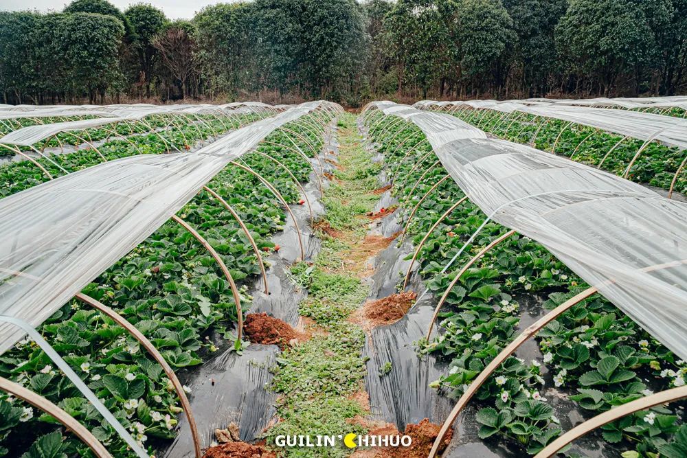 2022桂林周边摘草莓区域,桂林摘草莓的地方