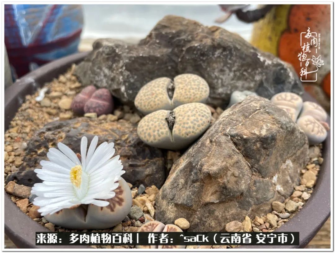 情不知所起一往而深歌曲,情不知所起一往而深完整版