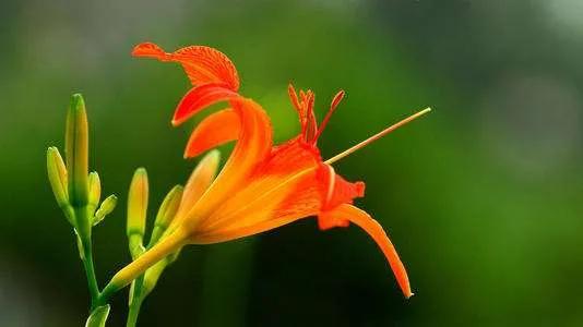 怀念我的岳母,怀念已故的丈母娘