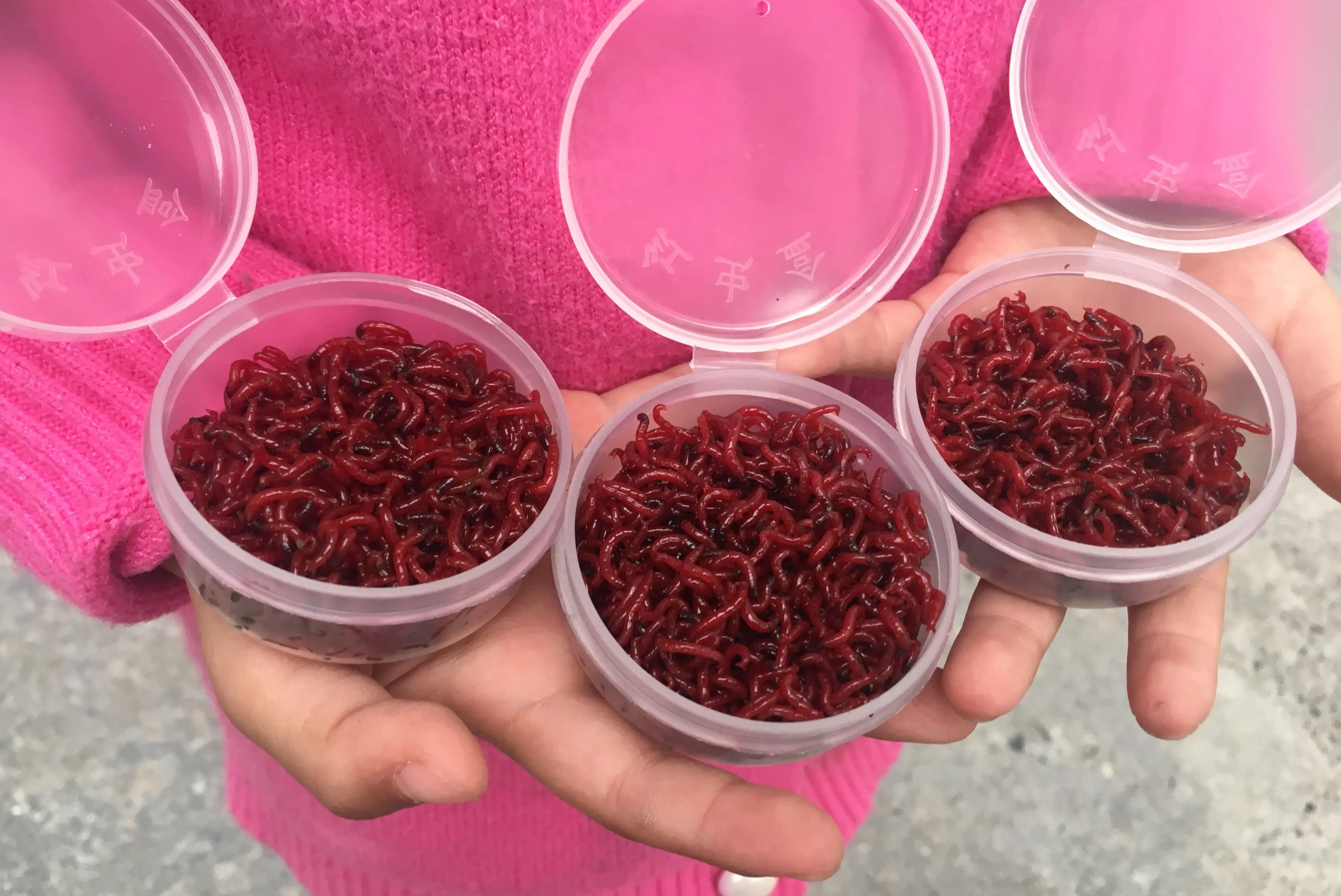 冬天钓鲫鱼用红虫还是蚯蚓好,冬季野钓鲫鱼用蚯蚓还是红虫好