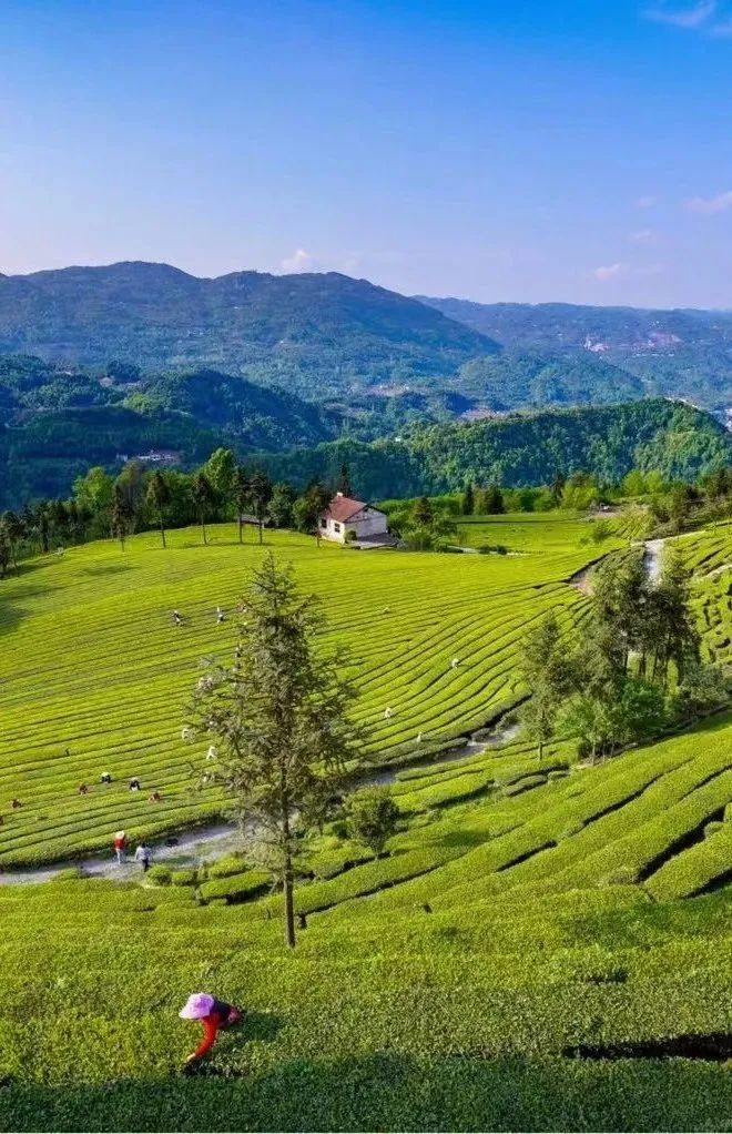 宜昌长阳绿茶,宜昌绿茶品牌五峰毛尖