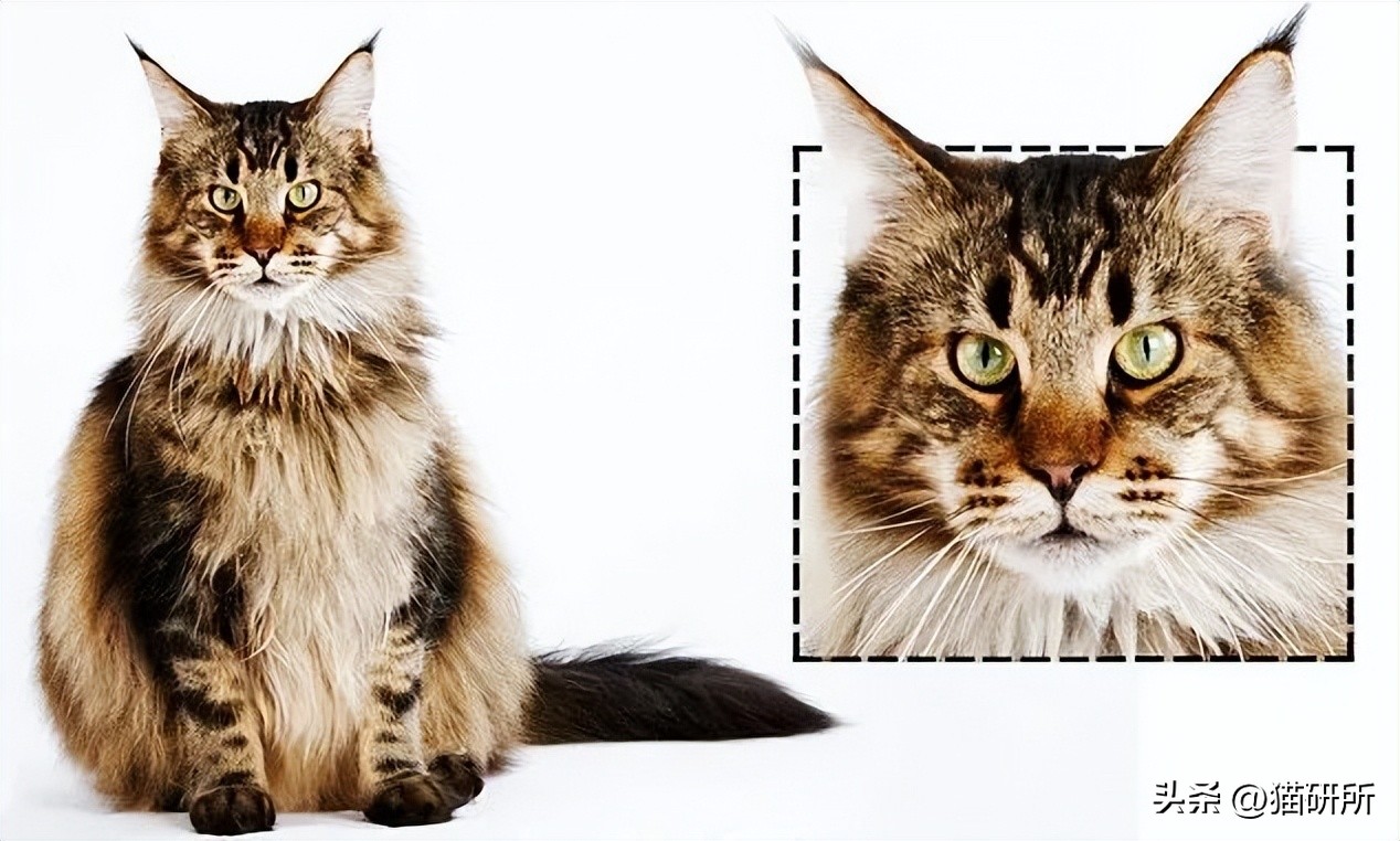 通过猫咪肉垫看性格,猫咪的肉垫可以看出来性格