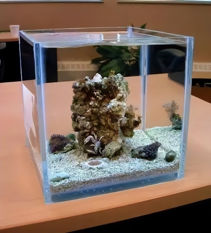 海水珊瑚缸鹦鹉螺,海水缸珊瑚视频大全