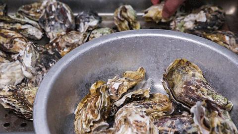 生蚝海鲜有寄生虫吗,贝类海鲜能生吃吗