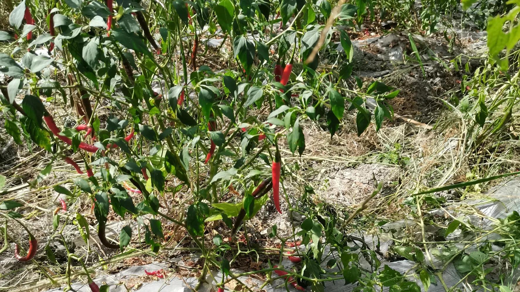 农村办厂致富项目室内装修,农村创业致富的好项目养殖业