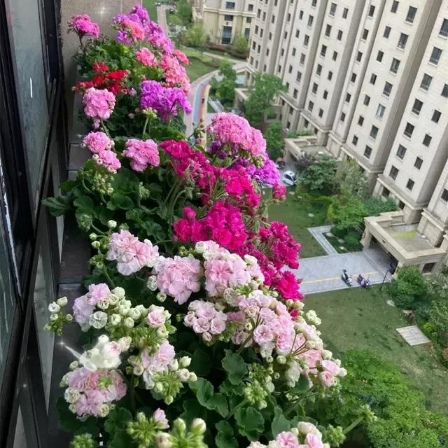 为什么说养花的尽头是天竺葵,天竺葵养花经验