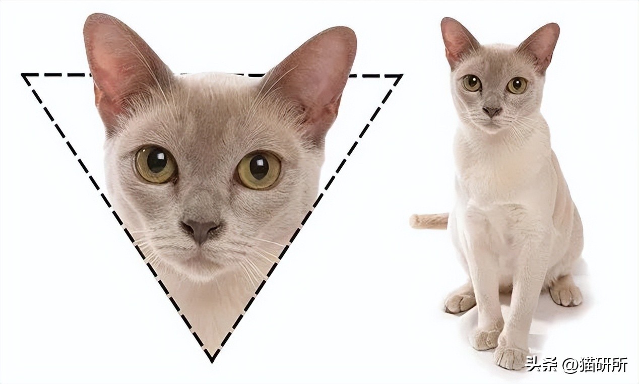 猫咪的肉垫看性格,猫咪肉垫形状代表什么性格