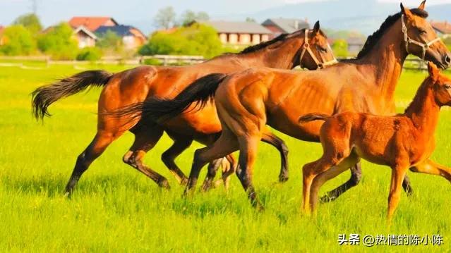 蒙古姑娘出嫁要陪嫁多少东西,蒙古姑娘出嫁仪式
