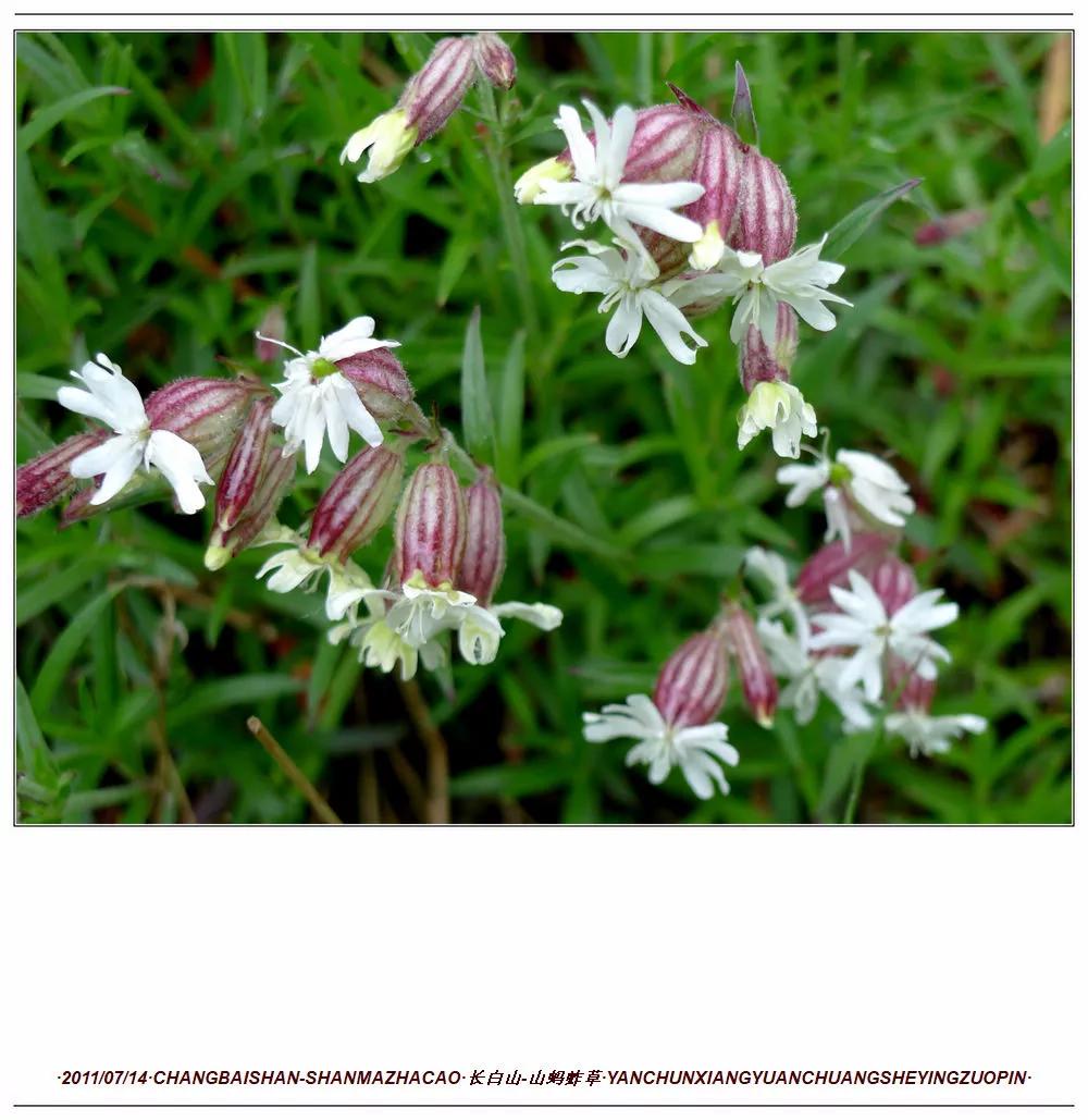 长白山蚂蚱草,第一次见奇怪的草