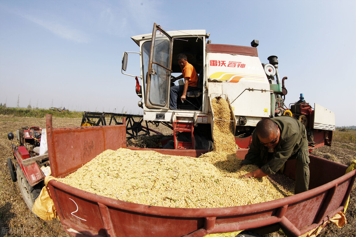 2023年秋季大豆价格行情如何,2024年大豆价格最新行情今天
