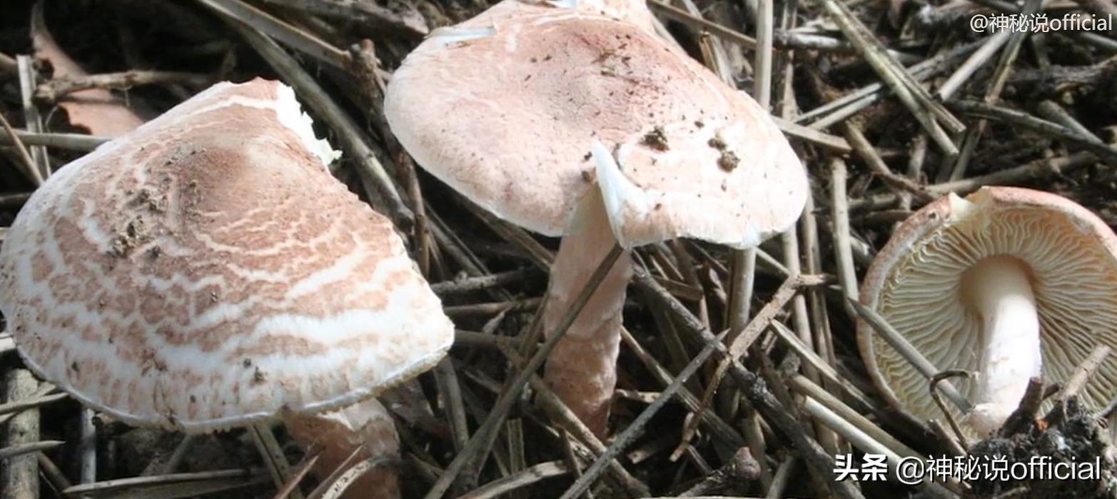 2021诡异童谣预言,红伞、躺板、埋山,一切是巧合还是早有预谋?