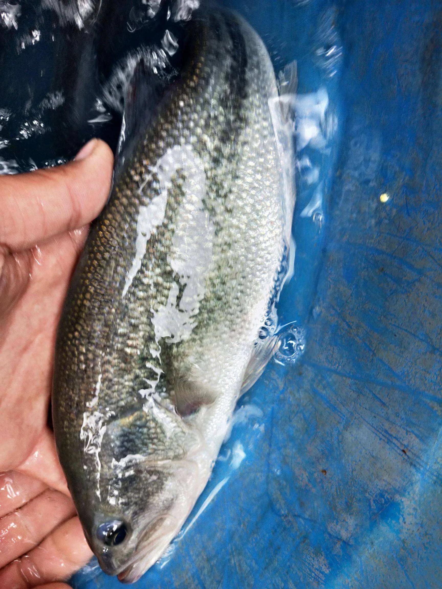 鱼类食材大全名称图片,鱼类菜谱大全100种