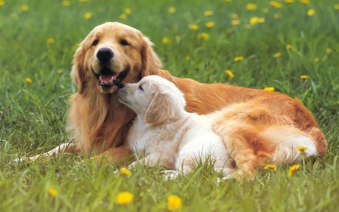 狗狗泌尿道感染的前兆,狗狗妇科问题