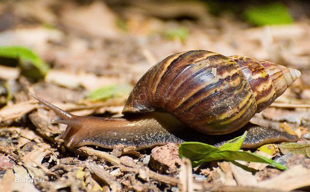 花费2300万美元,美国号称根除非洲大蜗牛,如今它们第二次回来了