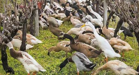 “中国人真聪明！用鸭子来化解粮食危机！”2000年...