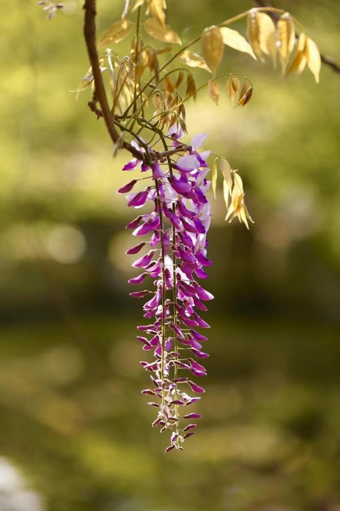 寻找最美春天｜花开四月，翻涌春日悸动！