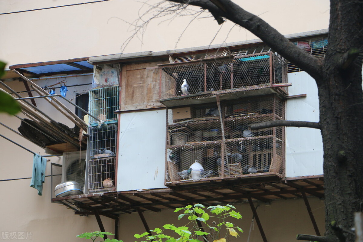 一个成功的项目应该具备哪些条件,鸽棚几间最好