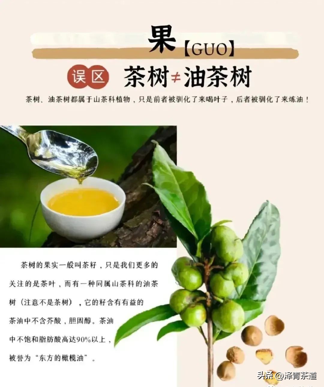 为什么茶树的南比北多,茶树生长的原因有哪些