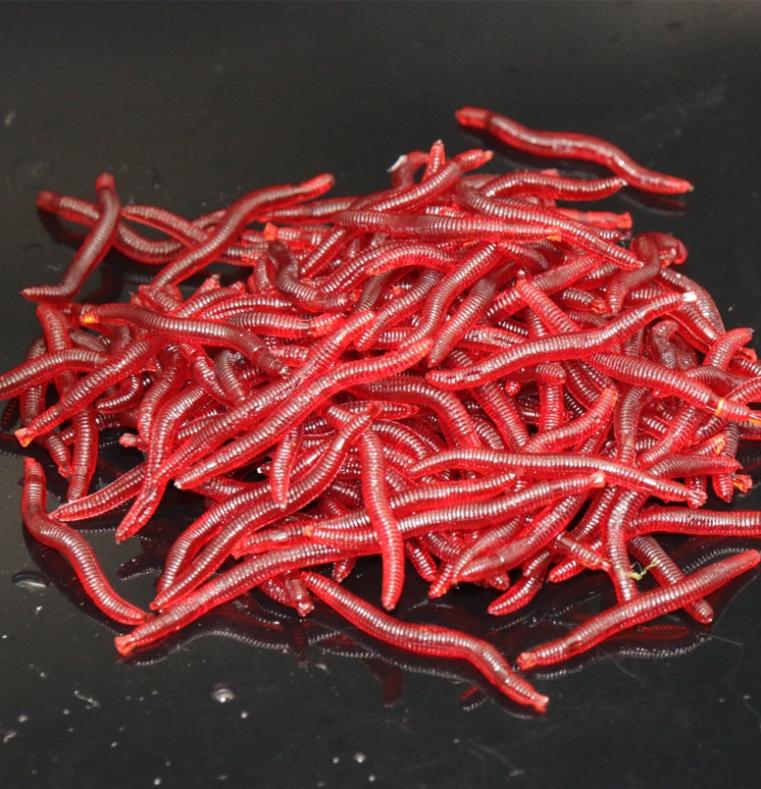 水蚯蚓多少块钱,捕蚯蚓违法吗