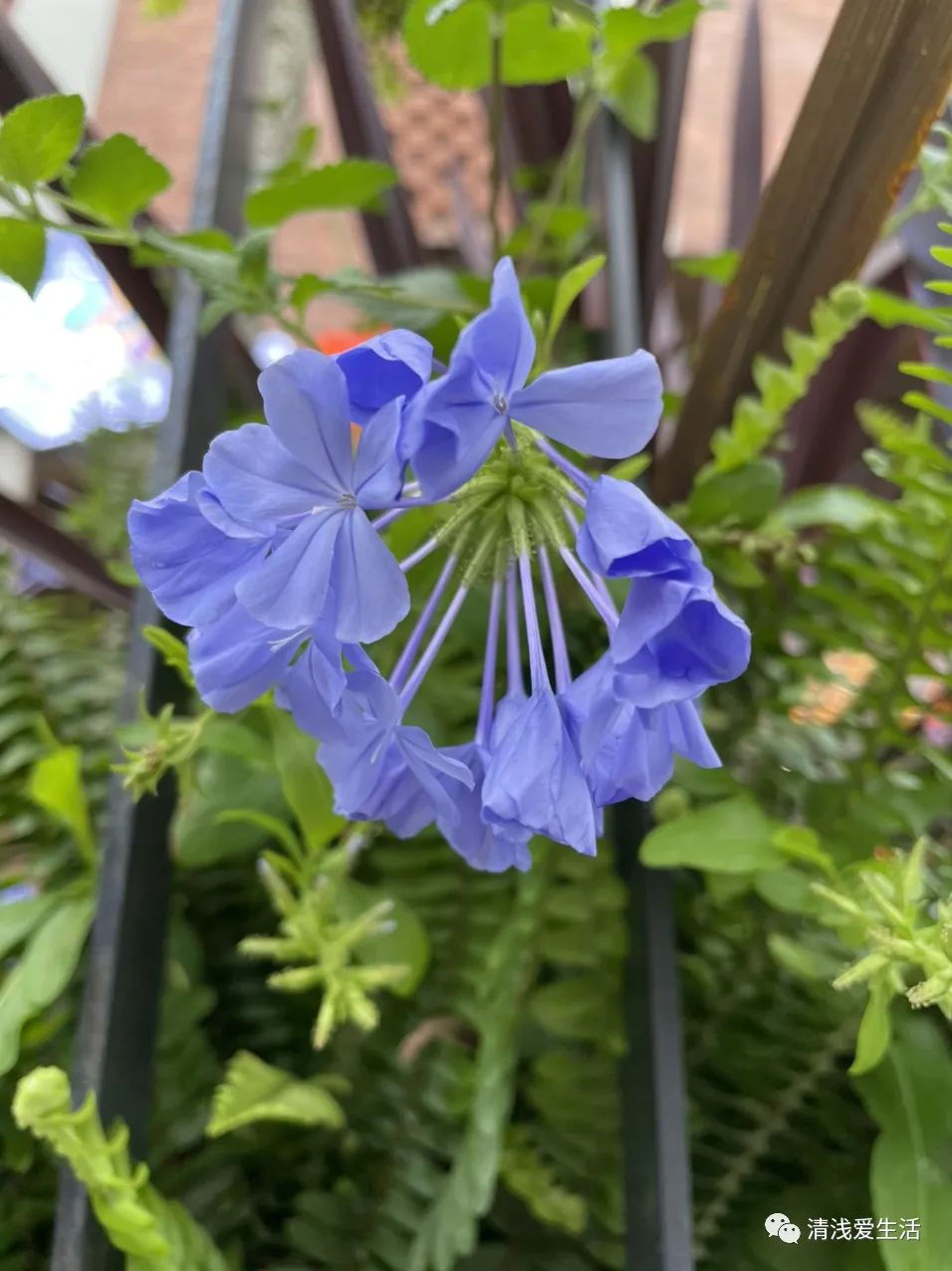 耐高温耐寒的一年四季开花的花卉,耐高温开花多的花卉