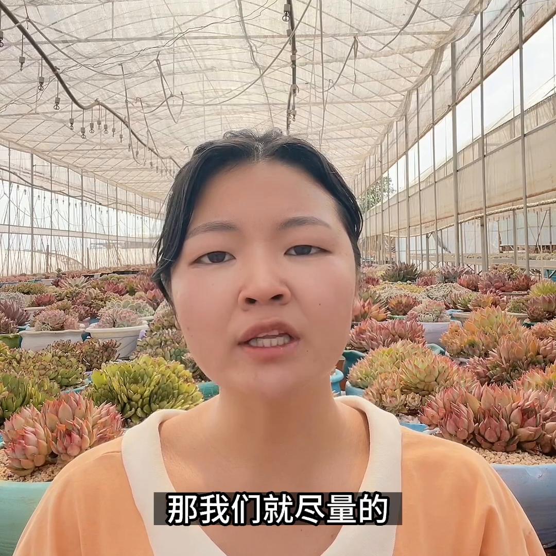 多肉植物叶子化水怎么办,多肉植物化水是什么原因