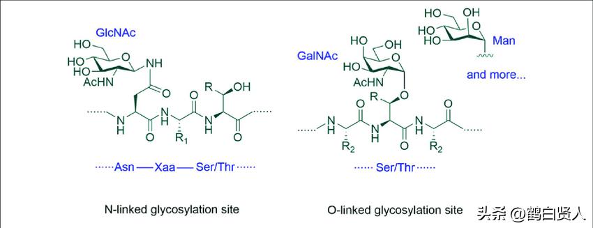蓝藻的前世今生,蓝藻前世今生
