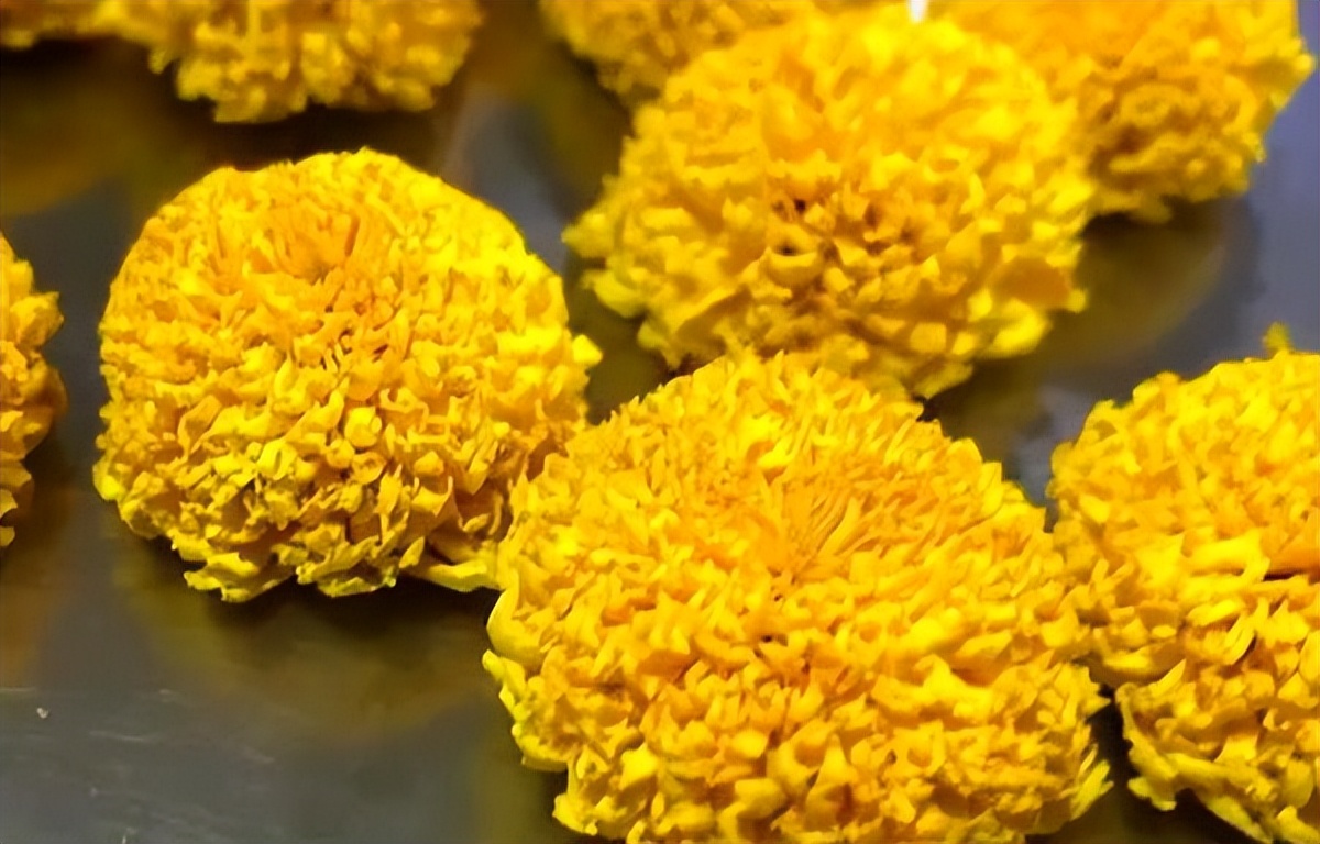 寻味宁德丨幽幽陌上菊花黄——屏南甜*菊黄**